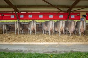 A87 Fantastic TRACIE CH 120.0630.0854.5 Hcki Josef 93050 hsu 3I2A0690